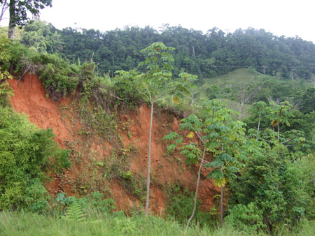 wald1_bus_nach_la_ceiba_hondu